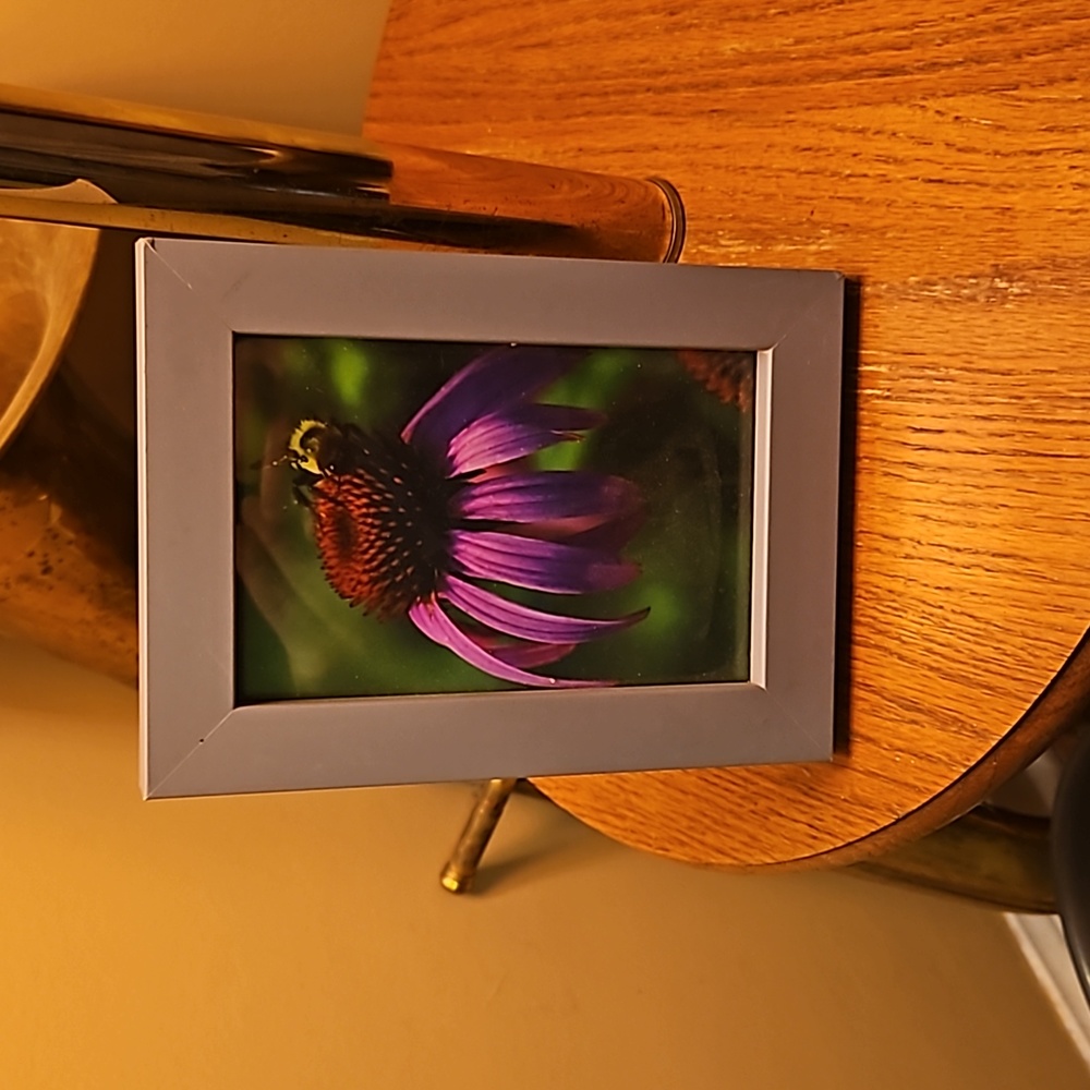 5" x 7" Cone Flower photo in frame